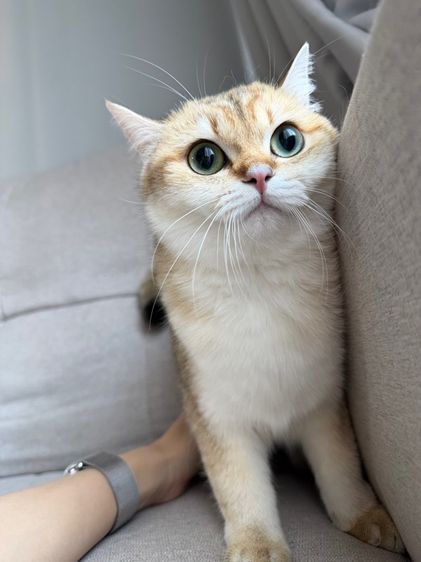 แมวบริติช รูปที่ 5