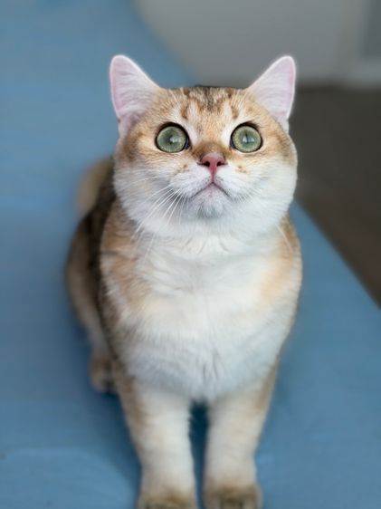 แมบริติช รูปที่ 3