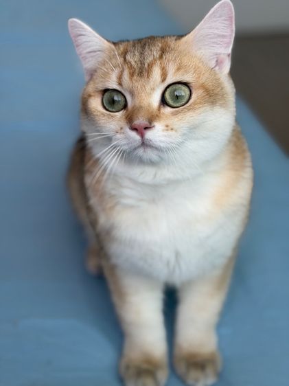 แมบริติช