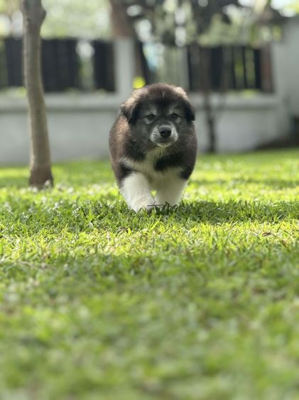 ไซบีเรียนผสมอลาสกัน 