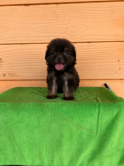 ชิสุ (Shih Tzu) เล็ก ชิสุผสม ปอมผสม