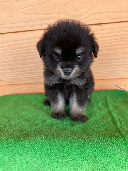 ชิสุผสม ปอมผสม รูปที่ 3