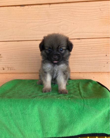 ชิสุผสม ปอมผสม รูปที่ 2