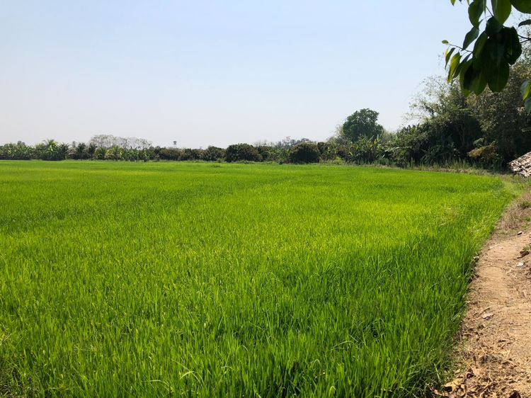 ที่ดิน รูปที่ 2