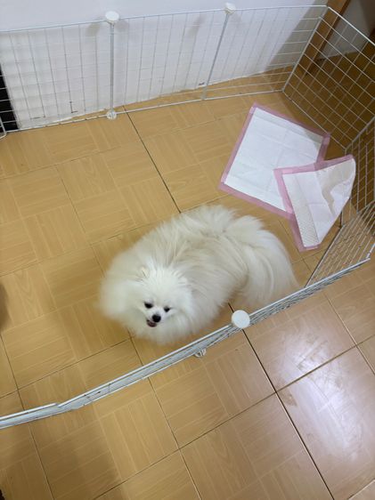 สุนัข ปอม เพศผู้ เพศเมีย สีขาว  รูปที่ 17