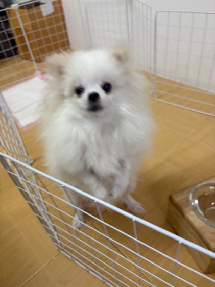 สุนัข ปอม เพศผู้ เพศเมีย สีขาว  รูปที่ 6