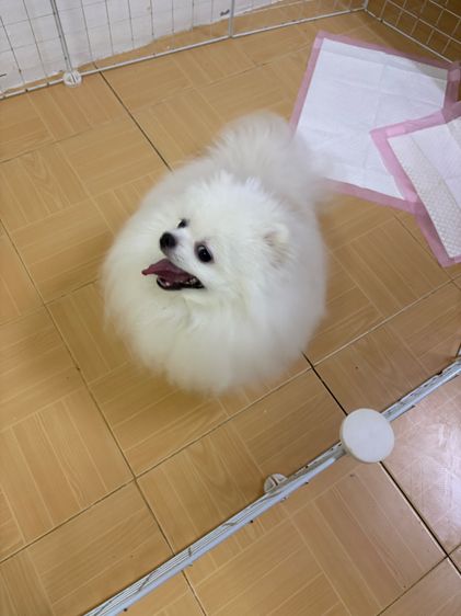 สุนัข ปอม เพศผู้ เพศเมีย สีขาว  รูปที่ 5