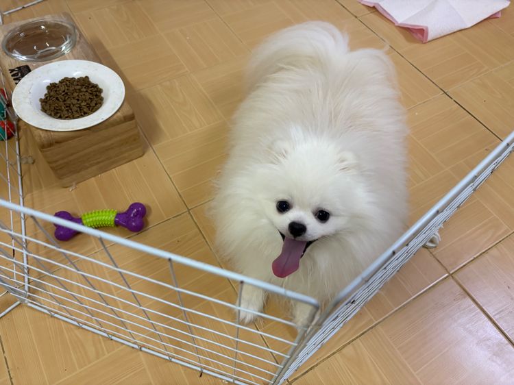 สุนัข ปอม เพศผู้ เพศเมีย สีขาว  รูปที่ 13