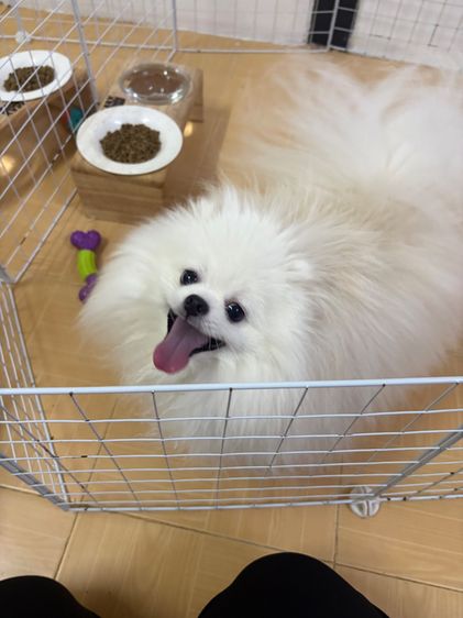 สุนัข ปอม เพศผู้ เพศเมีย สีขาว  รูปที่ 2