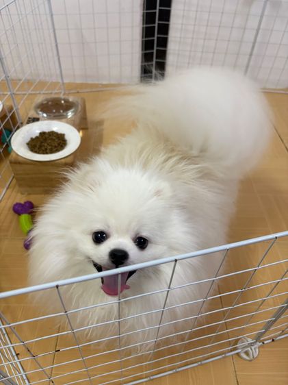 สุนัข ปอม เพศผู้ เพศเมีย สีขาว  รูปที่ 3