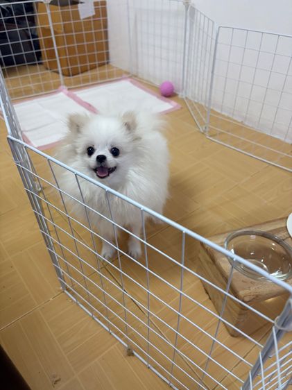 สุนัข ปอม เพศผู้ เพศเมีย สีขาว  รูปที่ 8