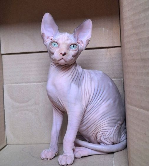 ลูกแมวสฟริงซ์ รูปที่ 3