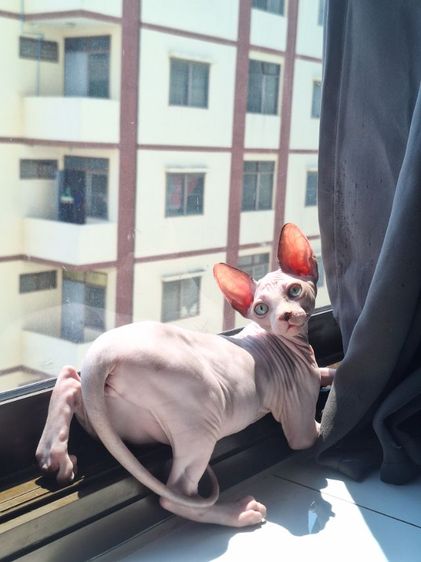 ลูกแมวสฟริงซ์ รูปที่ 4