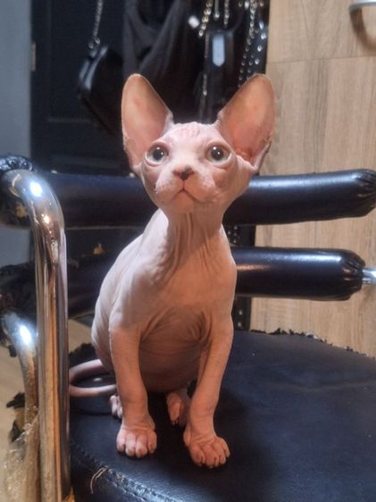 ลูกแมวสฟริงซ์ รูปที่ 5