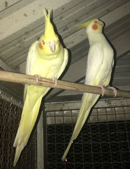 นกโตพร้อมทำ คู่ละ 1,999 บาท รูปที่ 3