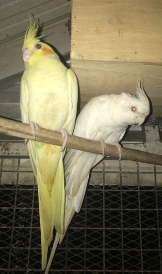 คอกคาเทล นกโตพร้อมทำ คู่ละ 1,999 บาท