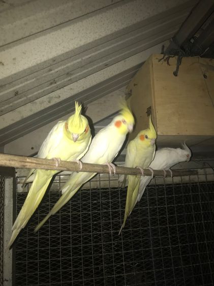 นกโตพร้อมทำ คู่ละ 1,999 บาท รูปที่ 6