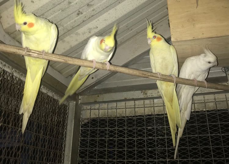 นกโตพร้อมทำ คู่ละ 1,999 บาท รูปที่ 4