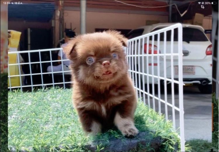 ลูกชิวาวา