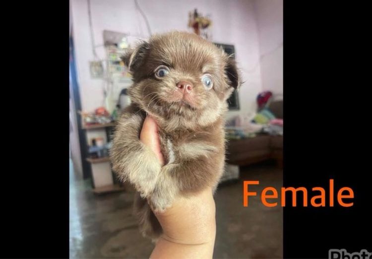 ลูกชิวาวา รูปที่ 3