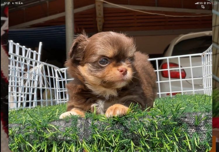 ลูกชิวาวา รูปที่ 6