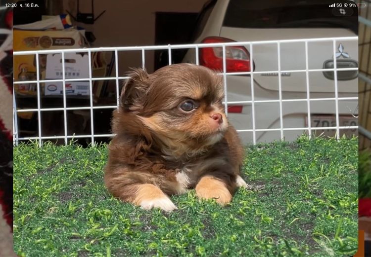 ลูกชิวาวา รูปที่ 5