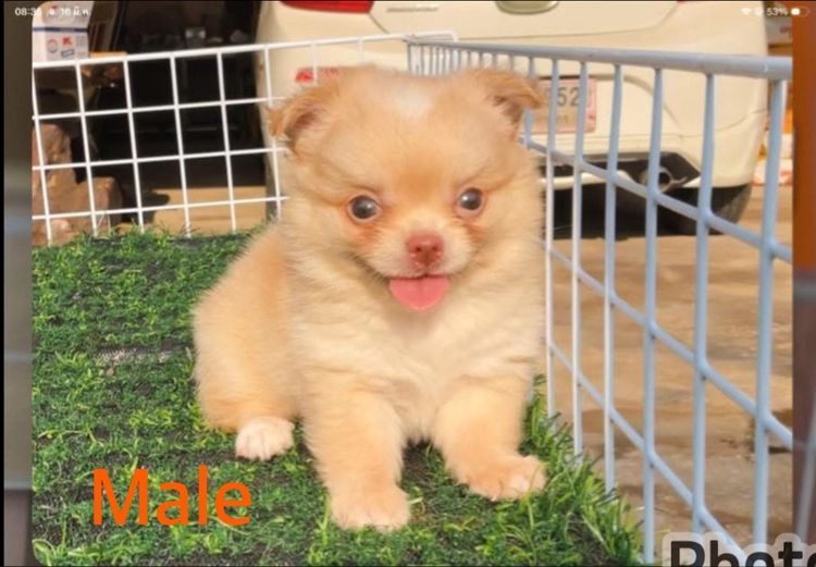 ลูกชิวาวา รูปที่ 4