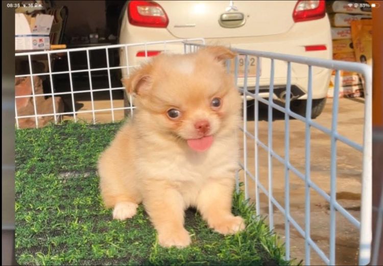 ลูกชิวาวา รูปที่ 2