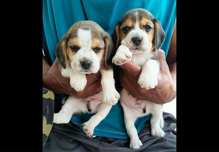 ลูกบีเกิ้ล รูปที่ 2