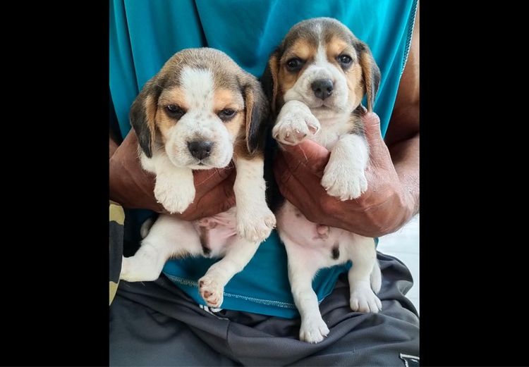 บีเกิล (Beagle) กลาง ลูกบีเกิ้ล