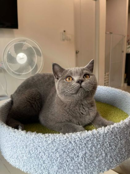 British Shorthair พร้อมใบ WCF ดช รูปที่ 4