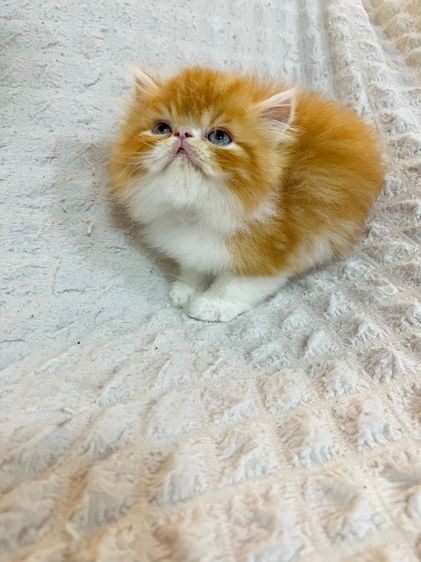 แมว EXO ติกสีส้ม รูปที่ 4