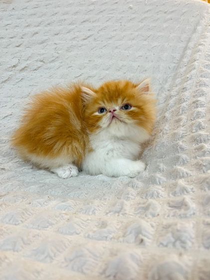 แมว EXO ติกสีส้ม รูปที่ 3