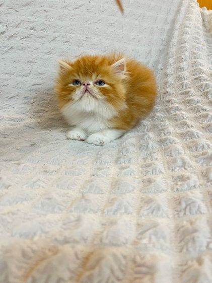 แมว EXO ติกสีส้ม รูปที่ 14