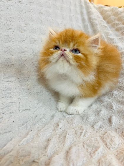 แมว EXO ติกสีส้ม รูปที่ 8