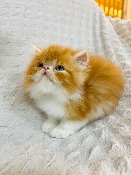 แมว EXO ติกสีส้ม รูปที่ 7