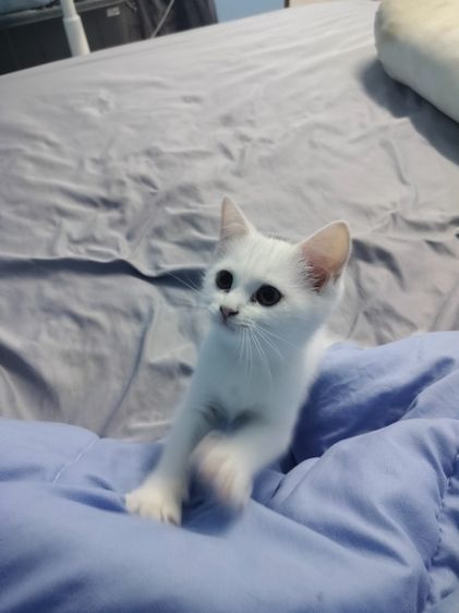 แมวเปอร์เซียผสมสก็อตติส รูปที่ 2