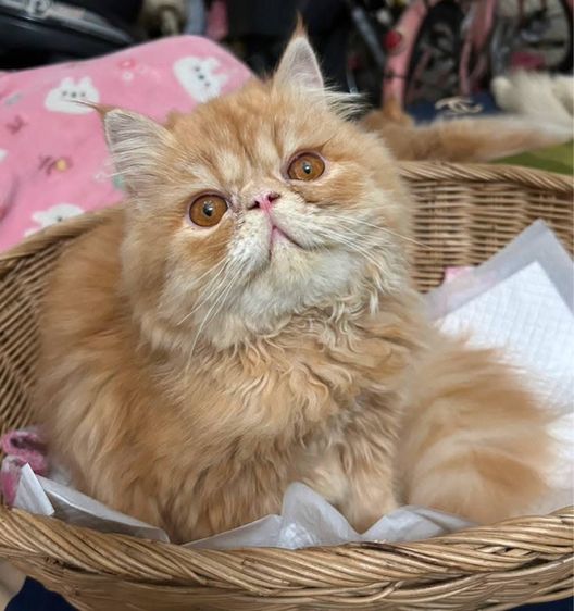 เด็กหญิงเอ็กโซติกLh  รูปที่ 5