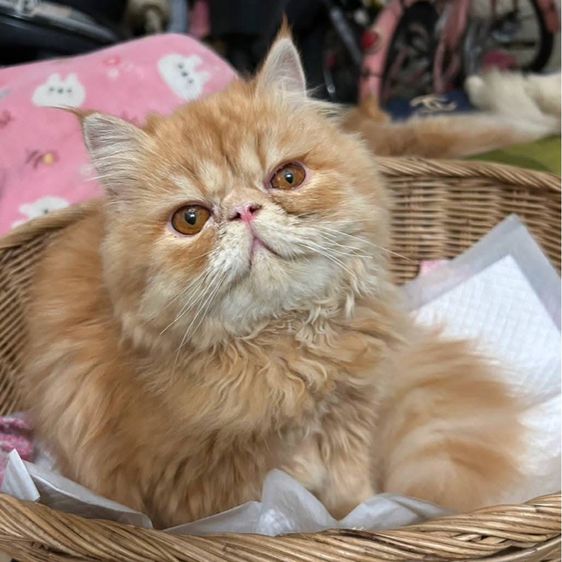 เด็กหญิงเอ็กโซติกLh  รูปที่ 2