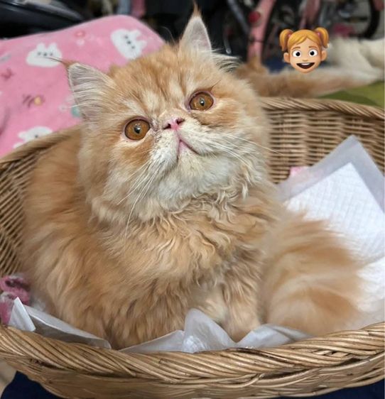 เอ็กโซติก ชอร์ตแฮร์ (Exotic Shorthair) เด็กหญิงเอ็กโซติกLh 