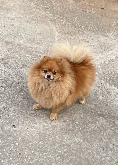 ปอมหาบ้านฟรี