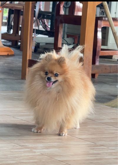 ปอมหาบ้านฟรี รูปที่ 3