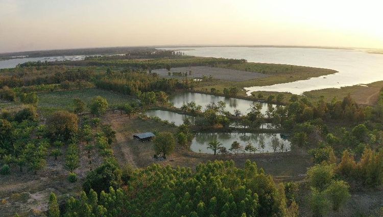 ขายที่ดินติดเขื่อนลำปาว กาฬสินธุ์ พื้นที่รวม 55 ไร่ เหมาะพัฒนารีสอร์ทหรือโครงการท่องเที่ยว รูปที่ 4