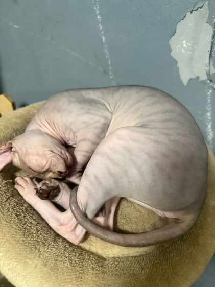 แมวสฟิงซ์