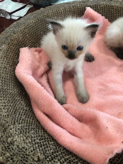 แมว วิเชียรมาร รูปที่ 2