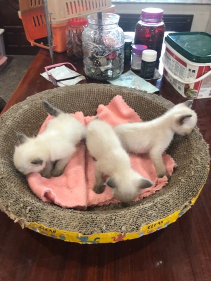 แมว วิเชียรมาร รูปที่ 3