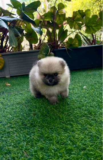 ปอมแท้สระบุรี2017 จัดส่งทุกจังหวัด รูปที่ 2