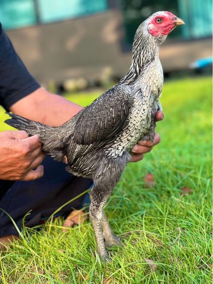 ไก่สาวพร้อมไข่สายเงินล้าน สมีสุวรรน อาราดิน สสนั่น รูปที่ 4