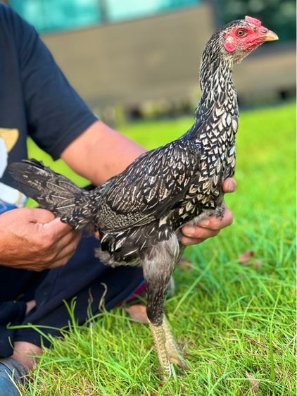 ไก่สาวพร้อมไข่สายเงินล้าน สมีสุวรรน อาราดิน สสนั่น รูปที่ 3