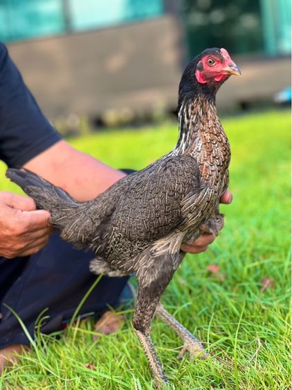ไก่สาวพร้อมไข่สายเงินล้าน สมีสุวรรน อาราดิน สสนั่น